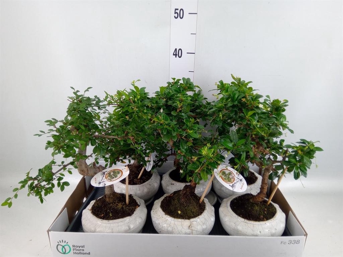 <h4>Bonsai   ...mix</h4>