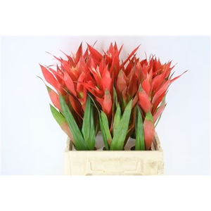 Bromeliabloem