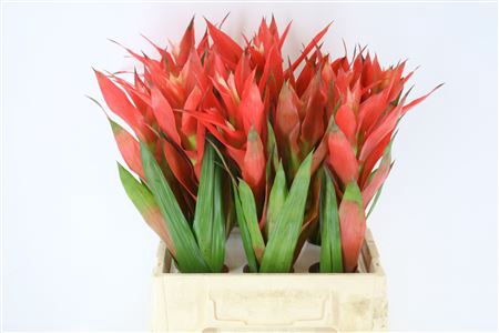 <h4>Bromeliabloem</h4>