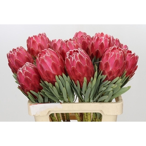 Protea Venus