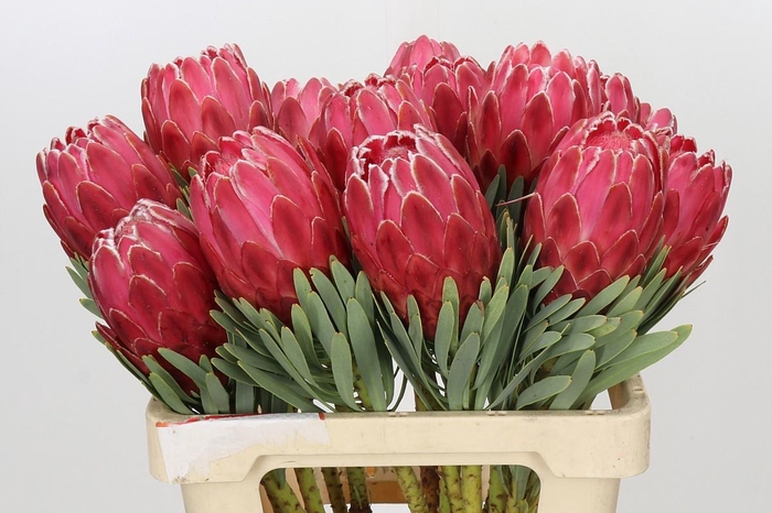 <h4>Protea Venus</h4>