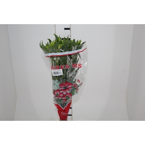 ALSTROEMERIA MISTRAL 080 CM