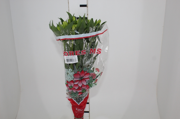<h4>ALSTROEMERIA MISTRAL 080 CM</h4>
