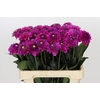 Dahlia Purple Fox