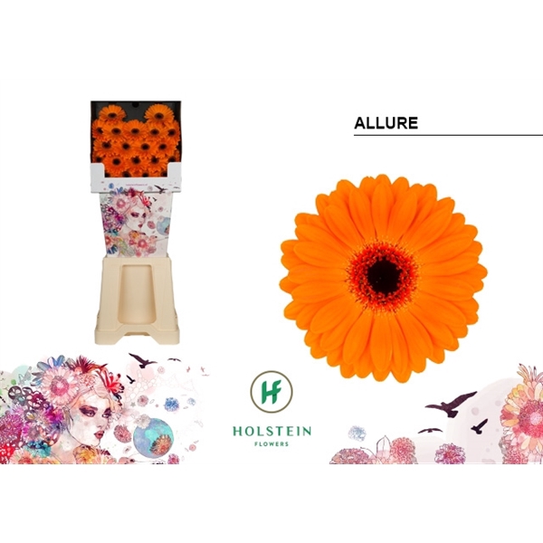 <h4>Ge Mi Allure Diamond Holstein</h4>