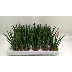 Sansevieria bacularis