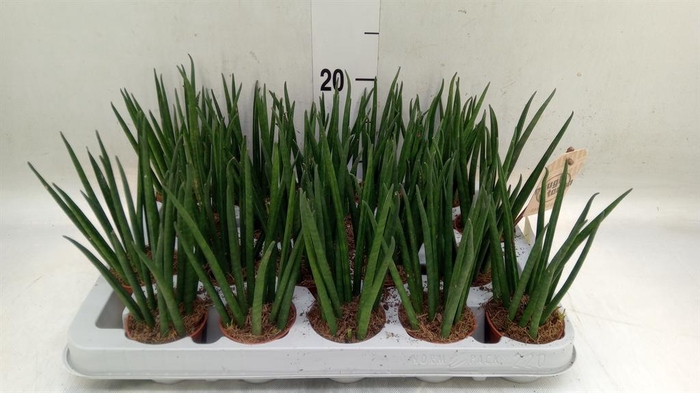 <h4>Sansevieria bacularis</h4>