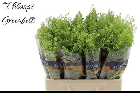 <h4>Lep Ru Green Bell</h4>