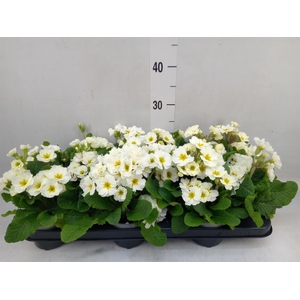 Primula elat. 'Stella Leuchtrot'