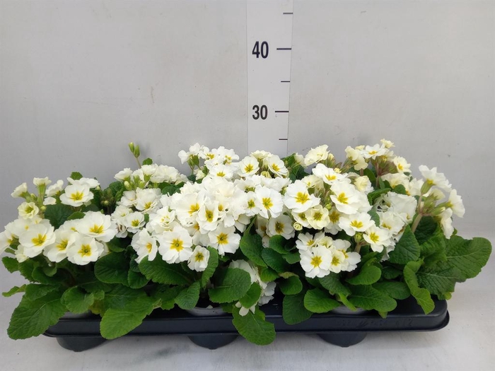 <h4>Primula elat. 'Stella Leuchtrot'</h4>
