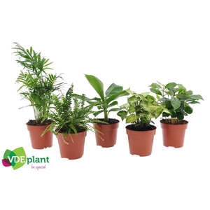Fresh Green mix 12cm