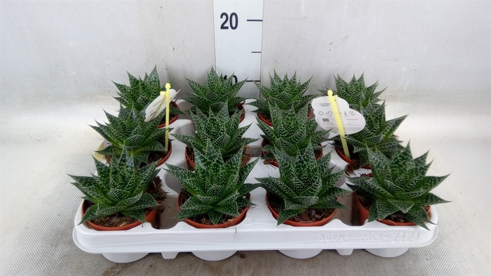 <h4>Gasteria</h4>