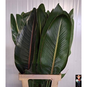 Strelitzia Blad