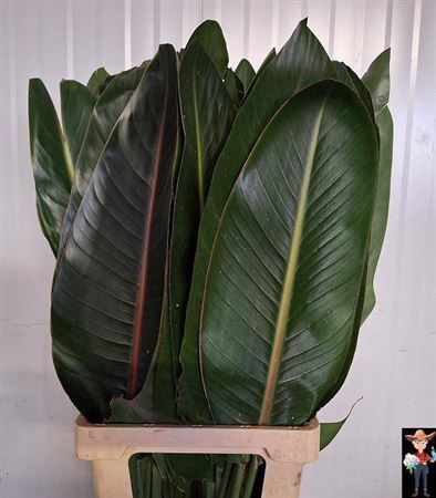 <h4>Strelitzia Blad</h4>