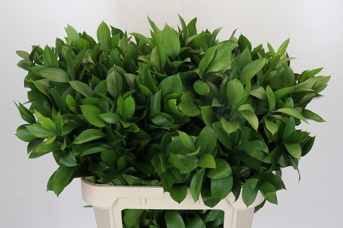 <h4>Ruscus Hypophyllum</h4>