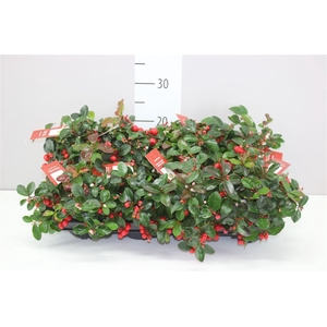 Gaultheria Procumb Big Berry