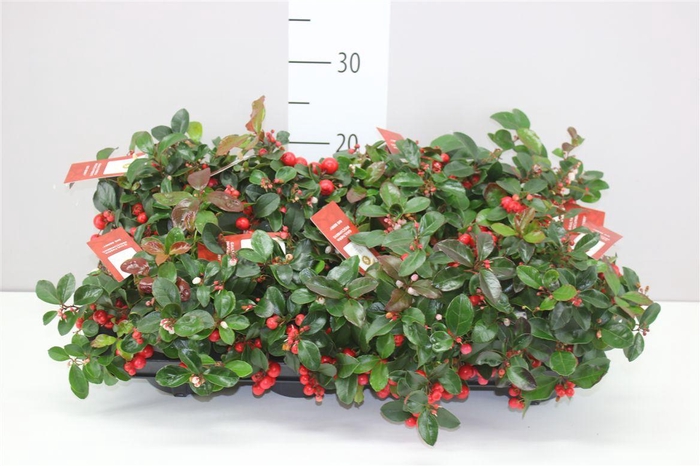 <h4>Gaultheria Procumb Big Berry</h4>