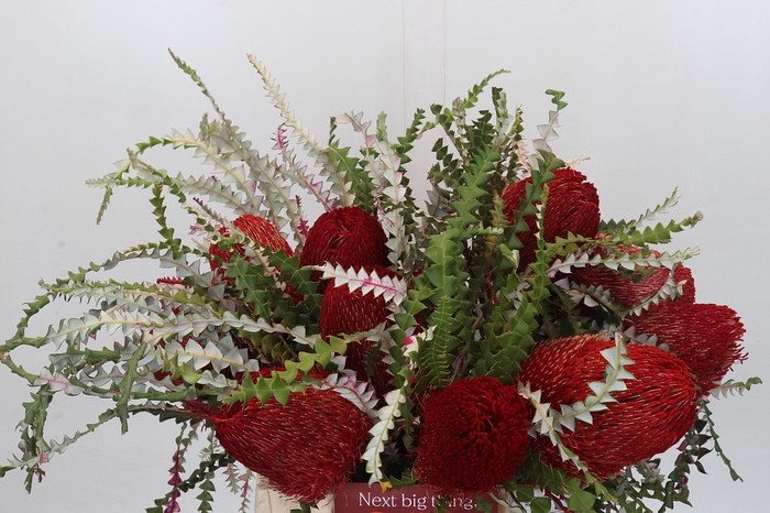 <h4>Banksia Speciosa Red</h4>