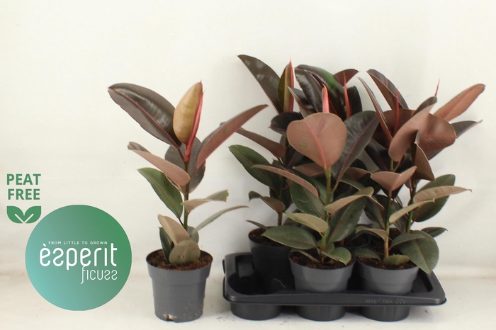 <h4>FIC EL PINK CAMOUFL</h4>