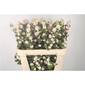 Sympho Mag Autumn Blush Pale Pink
