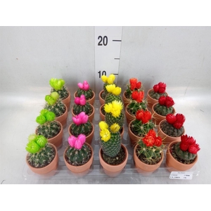 Cactus   ...decorated