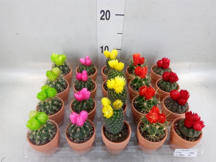 <h4>Cactus   ...decorated</h4>
