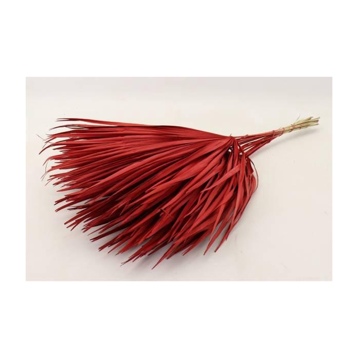 <h4>Bunch Chamaerops 10 Pcs Slv L70</h4>