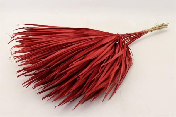 Bunch Chamaerops 10 Pcs Slv L70