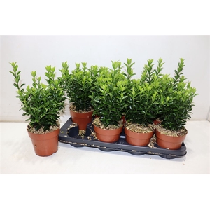 arr8 Euonymus Ja Gr Spire