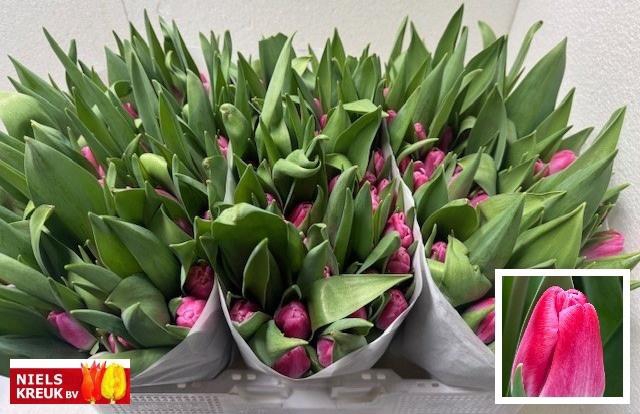 <h4>TU EN PINK STONE</h4>