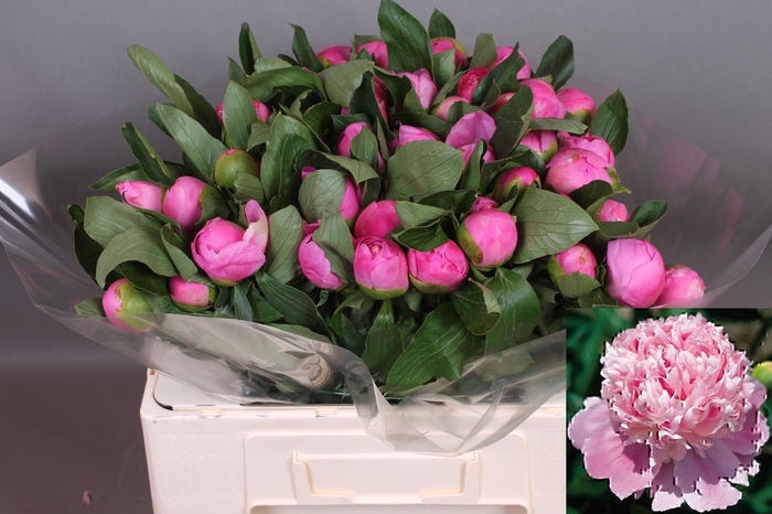 <h4>PAEO L MR JULES ELIE</h4>