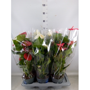 Anthurium   ...mix