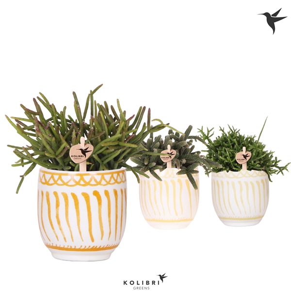 <h4>Kolibri Greens Rhipsalis mix in Granada pot yellow mix</h4>