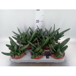 Gasteria carinata var. verrucosa
