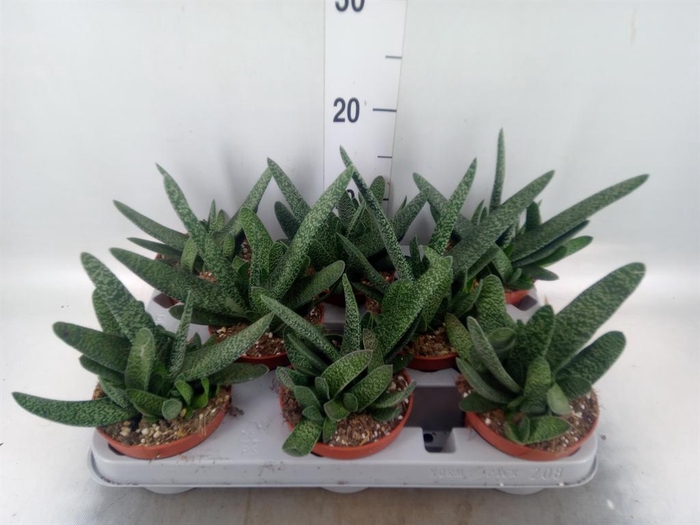<h4>Gasteria carinata var. verrucosa</h4>