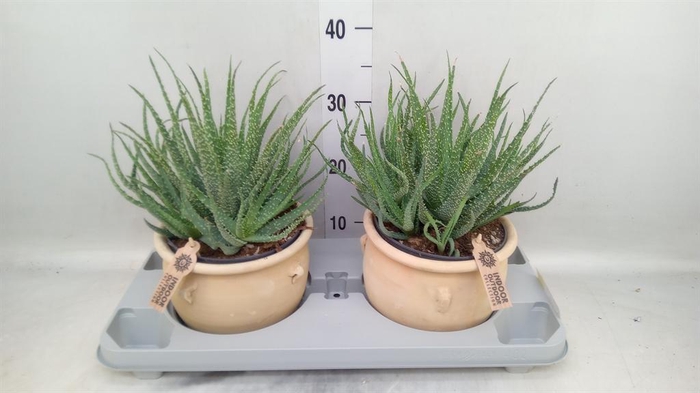 <h4>Aloe humilis</h4>