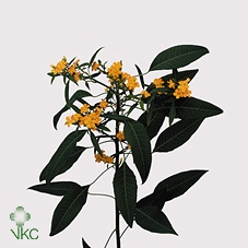 Euph F T Cre Yel Riv