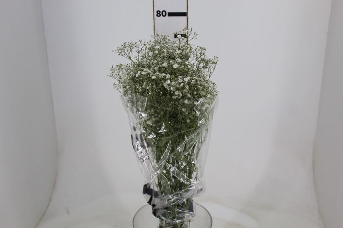 <h4>GYPSOPHILA PANICULATA PEARLS BLOSSOM 070 CM MIN 250 GRAMAS</h4>