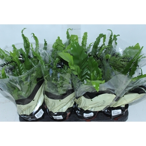 ASPLENIUM VARIADO P14