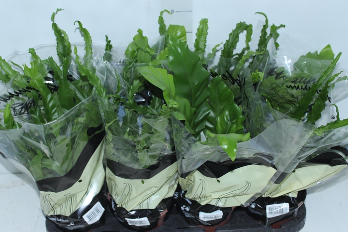 <h4>ASPLENIUM VARIADO P14</h4>