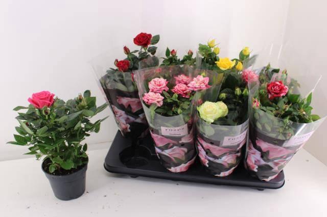 <h4>RO PATHIT GEM 5 SRT</h4>