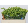 Bupleurum Griffithii