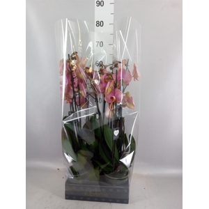 Phalaenopsis  'Jupiter'