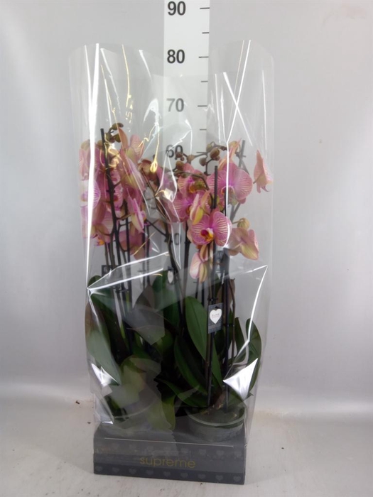<h4>Phalaenopsis  'Jupiter'</h4>