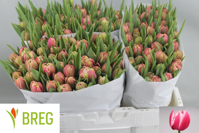 <h4>TU DU COLUMBUS</h4>