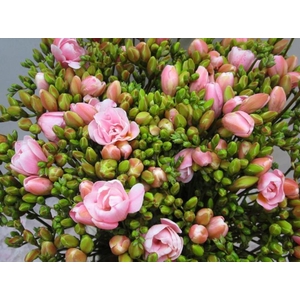 Fr Du Pastel Pink