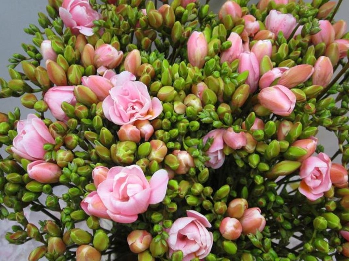 <h4>Fr Du Pastel Pink</h4>