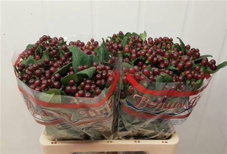 <h4>Hyp Globo Burgundy</h4>