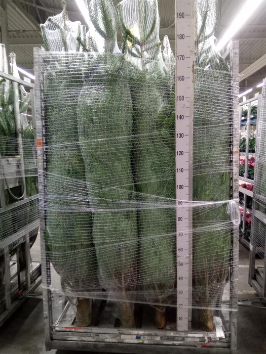 <h4>Abies nordman.</h4>