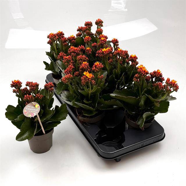 <h4>KALANCHOE FLAMING P10.5</h4>